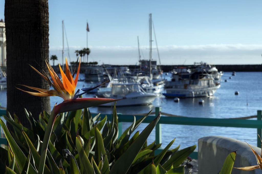 The Avalon Hotel In Catalina Island Dış mekan fotoğraf